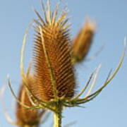 Roadside Thistle - 2 #1 Poster