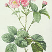 Rosa Centifolia Caryophyllea Poster