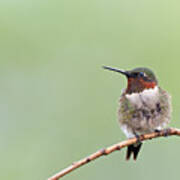 Ruby-throated Hummingbird #1 Poster