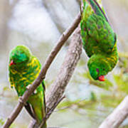 Scaly-breasted Lorikeet #1 Poster