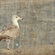 Seagull - Jersey Shore Poster