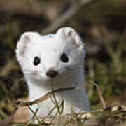 Short-tailed Weasel Mustela Erminea #1 Poster