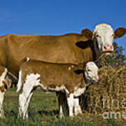 Simmental Cow And Calf #1 Poster