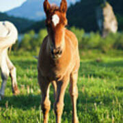 Small Baby Horse In Nature #1 Poster