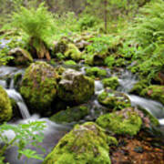 Small Creek On Velhopolku Trail #1 Poster