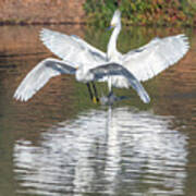 Snowy Egret Chase 9942-022418-1cr #1 Poster