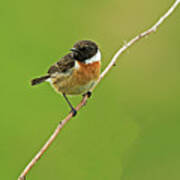 Stonechat #1 Poster