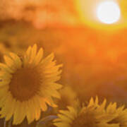 Sunflower Sunset #2 Poster