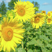 Sunny Sunflowers #1 Poster