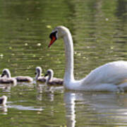 Swan And Cygnets Stony Brook New York #1 Poster