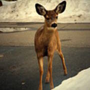 Sweet Deer Of Sisters Oregon Poster