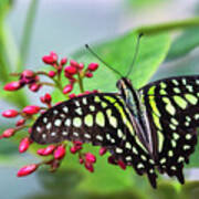 Tailed Green Jay Butterfly  #2 Poster