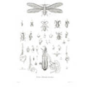 Termites, Macrotermes Bellicosus #1 Poster