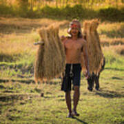 Thai Farmer Carrying The Rice On Shoulder After Harvest. #1 Poster