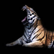 Tiger Roar #1 Poster