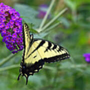 Tiger Swallowtail Butterfly - Papilio Glaucus #1 Poster