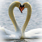 Two Swans And A Heart #1 Poster