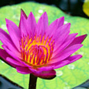 Water Lily #1 Poster