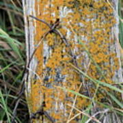 Weathered Fence #1 Poster