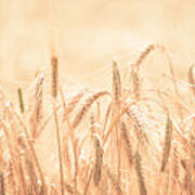 Wheat Field #1 Poster