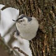 White-breasted Nuthatch #bird #1 Poster