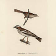 White-browed Sparrow-weaver And Grass Or Bush Warbler #1 Poster