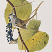 White-crowned Sparrow Poster