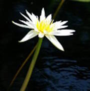 White Lotus Waterlily #1 Poster