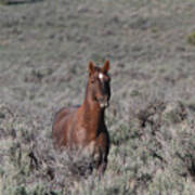 Wild Horse #1 Poster