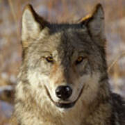 Wild Wolf Portrait Poster