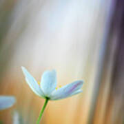 Wood Anemone Abstract #1 Poster