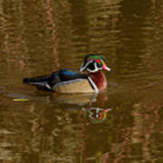 Wood Duck #1 Poster