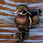 Wood Duck Reflections #2 Poster