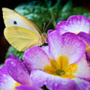 Yellow Butterfly On Purple Flower #1 Poster