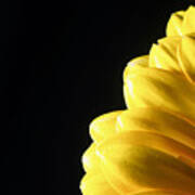 Yellow Gerbera Flower #1 Poster