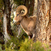 Yellowstone Bighorn In The Trees #1 Poster