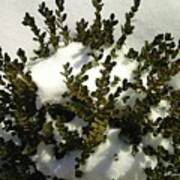 Young Boxwood In Winter #1 Poster