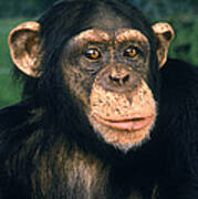 Chimpanzee Pan Troglodytes #10 Poster