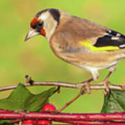 European Goldfinch Bird Close Up   #6 Poster