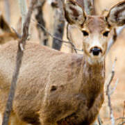 Mule Deer In The Pike National Forest #10 Poster