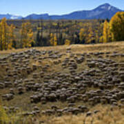 1000 Sheep Above Telluride Colorado Poster