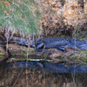 11- Florida Alligator Poster
