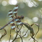 12 Spotted Skimmer Poster