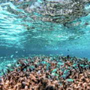 Underwater Coral Reef And Fish In Indian Ocean, Maldives. #12 Poster