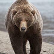 Grizzly Bear Ursus Arctos Horribilis Poster