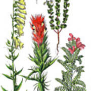 Various Medicinal Plants #7 Poster