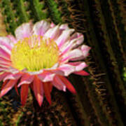 Pink Cactus Flower #14 Poster