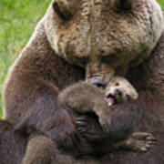 Mother Bear Cuddling Cub Poster