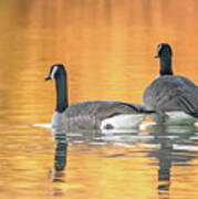 Canada Geese #17 Poster