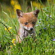 Red Fox Vulpes Vulpes #16 Poster